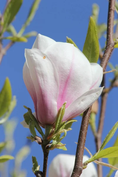 Magnólia Florescente Primavera — Fotografia de Stock