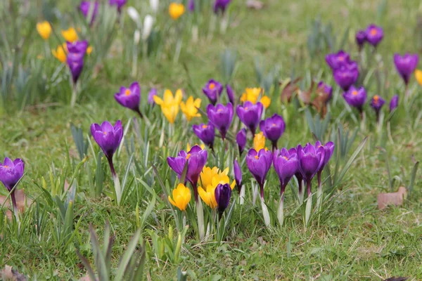 Krokus Voorjaar Bloemen Lente Veld Bloemen Behang — Stockfoto