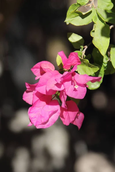 Kwitnące Bougainvillea Naturalnym Tle — Zdjęcie stockowe