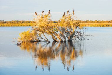 Bir Pasifik'ten oğlan, karabatak ve batık paperbark ağaç Perth, Batı Avustralya çoban Gölde ördekler.