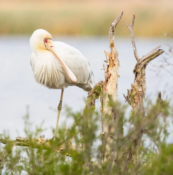 Yellow Billed Колпиц Platalea Regia Сиділа Дереві Пастух Озеро Перт — стокове фото