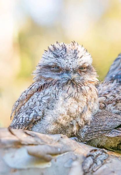 Μια Νεαρή Tawny Frogmouth Podargus Strigoides Μια Εικονική Αυστραλιανή Είδη — Φωτογραφία Αρχείου