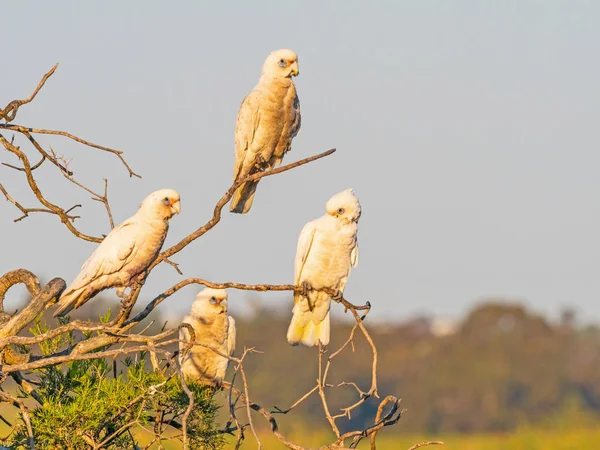 Τέσσερα Μικρά Corellas Σκαρφαλωμένο Ένα Δέντρο Στη Λίμνη Βουκόλος Στο — Φωτογραφία Αρχείου