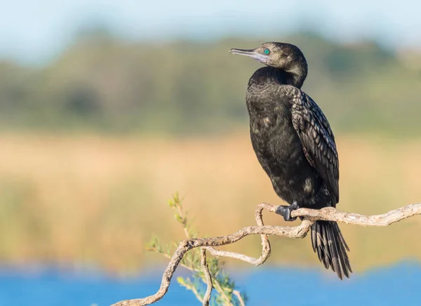 Pequeño Cormorán Negro Phalacrocorax Sulcirostris Fotografiado Lago Herdsman Perth Australia —  Fotos de Stock