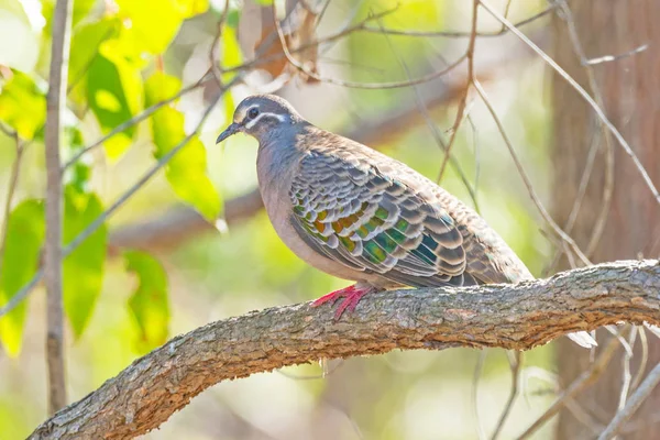 Bronzewing Commun Phaps Chalcoptera Est Une Espèce Pigeon Taille Moyenne — Photo