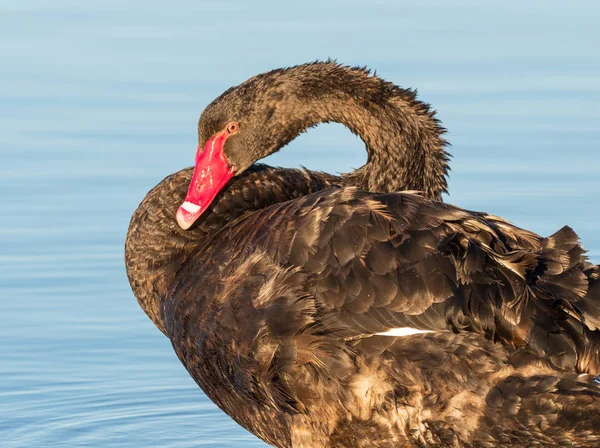 Portret Van Een Black Swan Cygnus Atratus Een Van Australië — Stockfoto