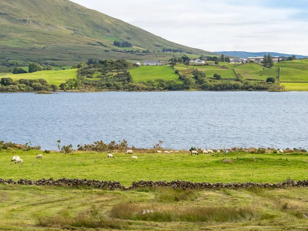 アイルランドのメイヨー州のマスク湖近くの羊の群れ — ストック写真