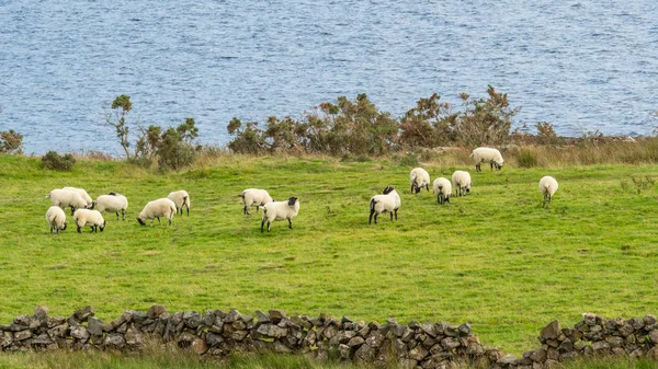 Egy Kis Nyáj Juh Közelében Lough Maszk Mayo Megyében Írország — Stock Fotó