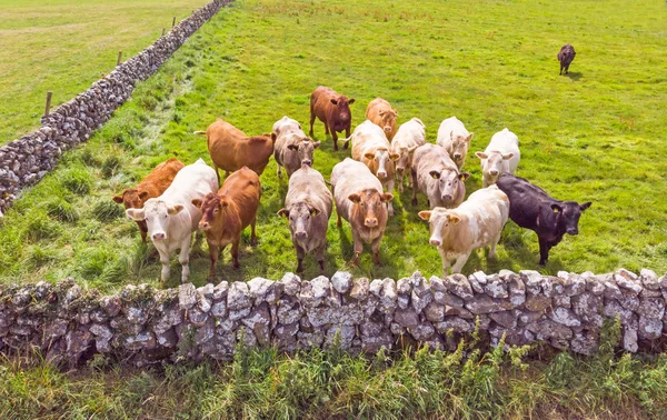 Uma Vista Aérea Uma Pequena Manada Vacas Inquisitivas Prado Perto — Fotografia de Stock