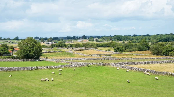 Ovejas Pastando Prado Cloughanover Cerca Headford Condado Galway Irlanda — Foto de Stock