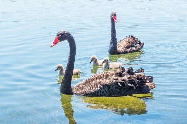 Een Zwarte Zwaan Familie Zwemmen Lake Monger Perth Western Australia — Stockfoto