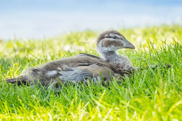 Een Australische Hout Eend Chenonetta Jubata Eendje Ontspannen Lake Monger — Stockfoto