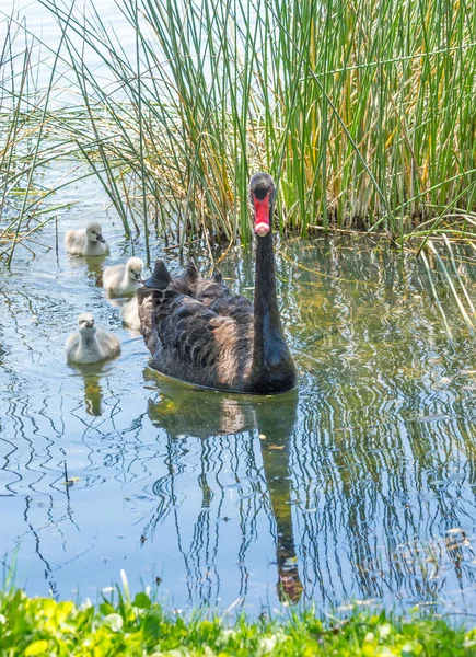 Cisne Negro Nadando Con Mosquitos Lago Monger Perth Australia Occidental —  Fotos de Stock