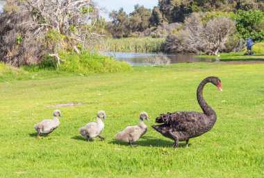 A black swan with three cygnets walking in line across the grass at Herdsman Lake in Perth, Western Australia. clipart