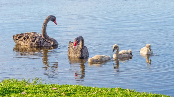 Een Zwarte Zwaan Familie Zwemmen Lake Monger Perth Western Australia — Stockfoto