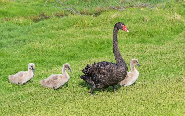 Cygne Noir Avec Trois Cygnes Marchant Ligne Travers Herbe Lac — Photo