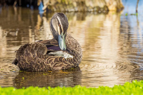 Pacific Black Duck Anas Superciliosa Grooming Itself Herdsman Lake Perth — Stock Photo, Image