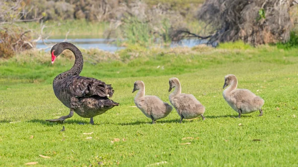 Cisne Negro Con Tres Cygnets Caminando Línea Través Hierba Lago —  Fotos de Stock