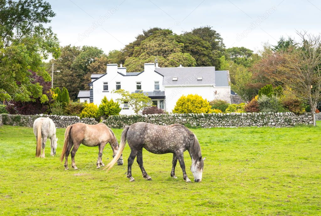 Horses grazing close to Kilbeg Pier on Lough Corrib, near the town of Headford in County Galway, Ireland.