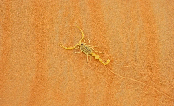 Highly Venomous Arabian Scorpion Apistobuthus Pterygocerus Leaving Its Tracks Sand — Stock Photo, Image