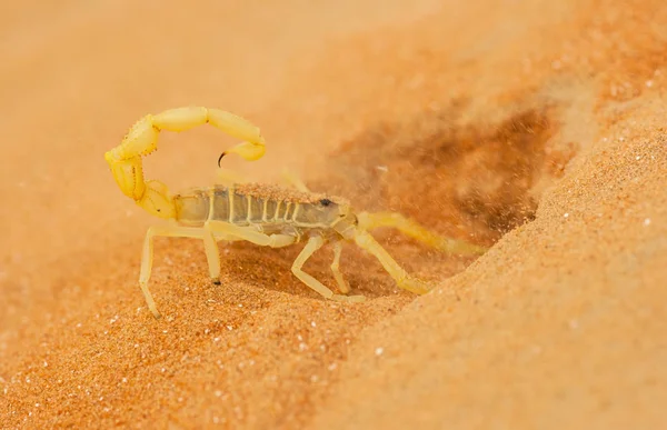 Highly Venomous Arabian Scorpion Apistobuthus Pterygocerus Digging Burrow Sand Dune — Stock Photo, Image