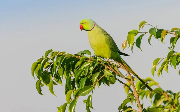 Чоловічий Ringnecked Папуга Дереві Дубай Єднані Арабські Емірати — стокове фото