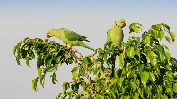 Пара Ringnecked Parakeets Fedding Дереві Дубаї Оае — стокове фото