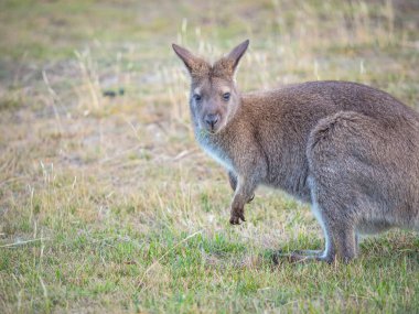 Kızıl enseli wallaby