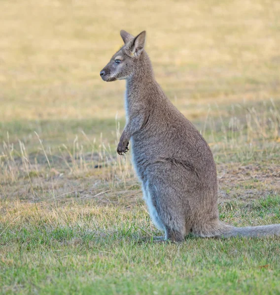 Kızıl enseli wallaby — Stok fotoğraf