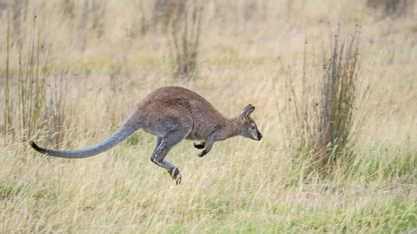 Jumping Red-Necked Wallaby — Stock Photo, Image