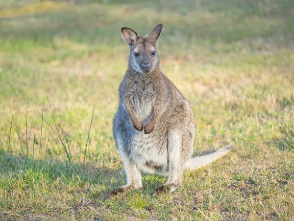 Vörösnyakú wallaby — Stock Fotó