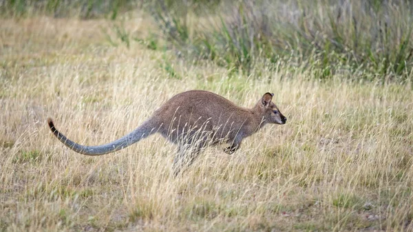 Jumping Pirosnyakú wallaby — Stock Fotó