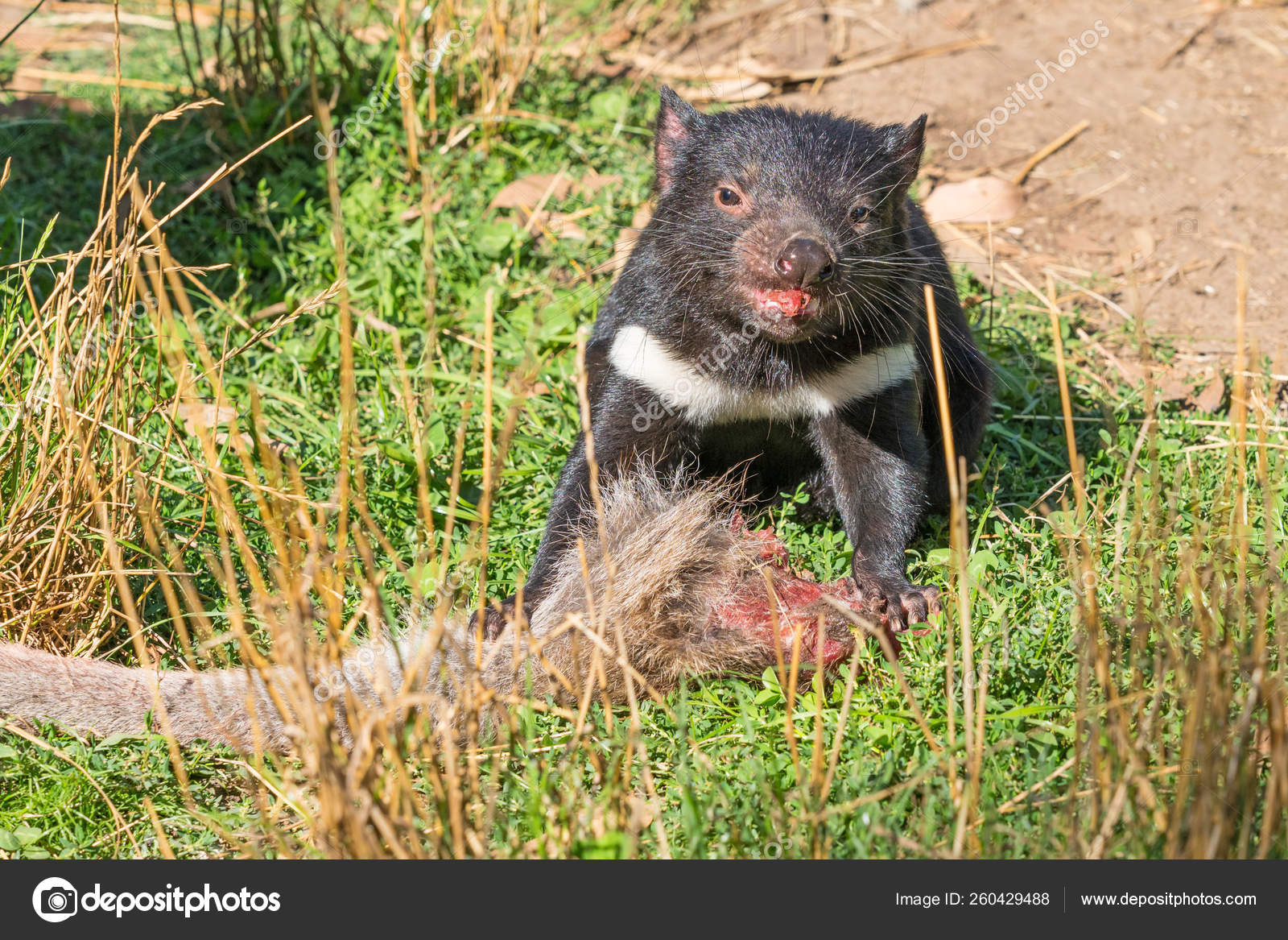 Tasmanian Devil Feeding — Stock Photo © zambezi #260429488