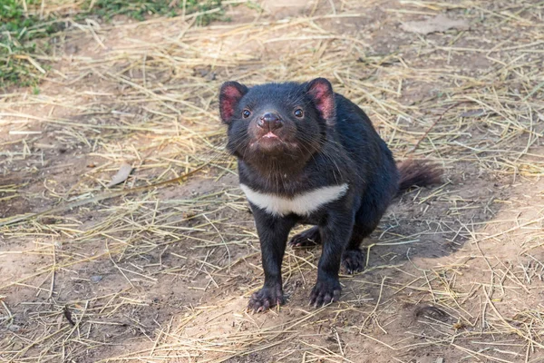 Tasmanian Devil — Stock Photo, Image