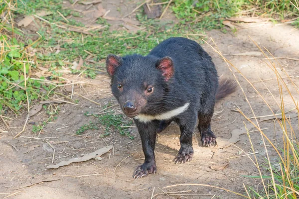 Tasmanian Devil — Stock Photo, Image