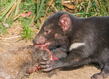 Tazmanya Canavarı Besleme