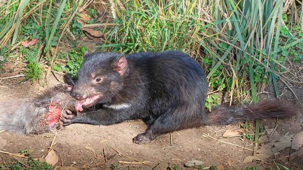 Tasmanian Devil Feeding — Stock Photo, Image