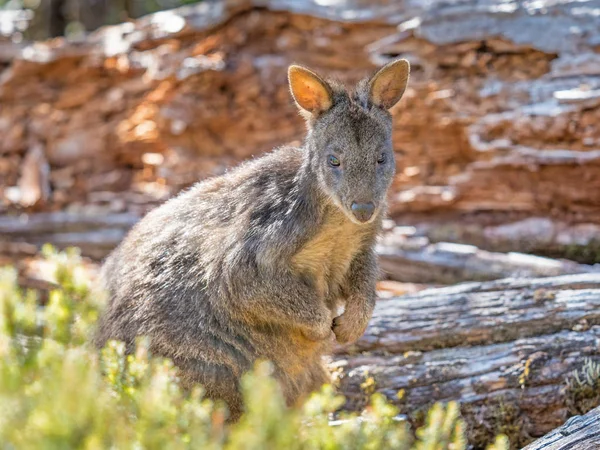 A Wallaby in Cradle Mountain — Stock Photo, Image