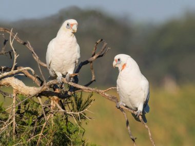 Küçük Corellas Bir Dal üzerinde