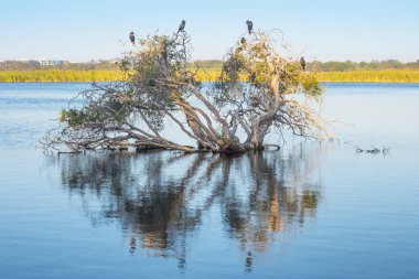Küçük siyah karabatak