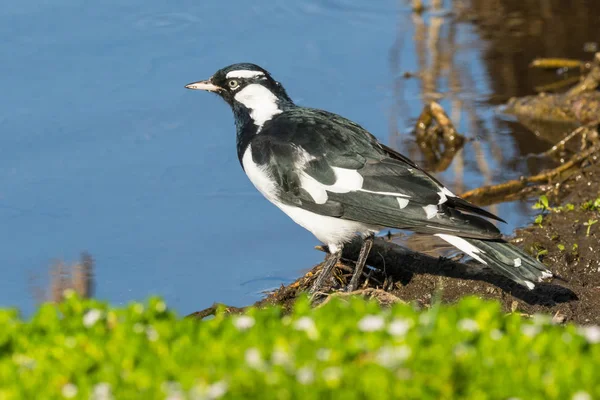 Magpie Lark Next to Lake — Stock Photo, Image