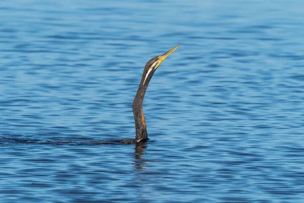 Uma natação mais escura — Fotografia de Stock