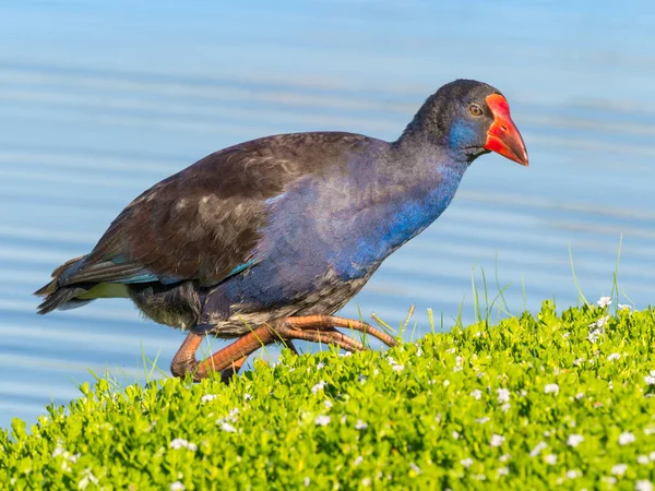 Swamphen violet près du lac — Photo