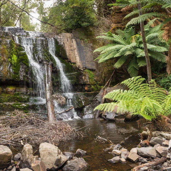 Lower Lilydale Falls — Stock Photo, Image