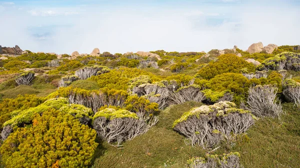 Vegetatie op Mount Wellington — Stockfoto