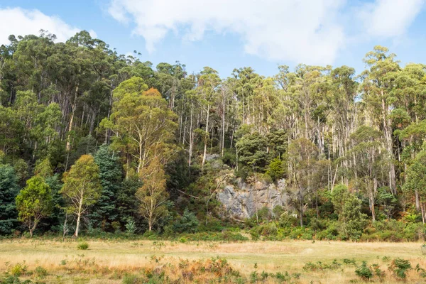 Forest Near Mole Creek — Stockfoto