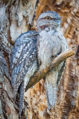 Bir çift Tawny Frogmouths