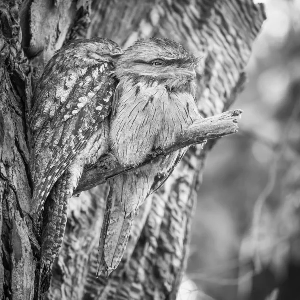 A Pair of Tawny Frogmouths — Stock Photo, Image