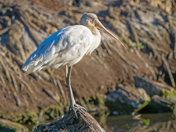 Spoonbill à bec jaune — Photo