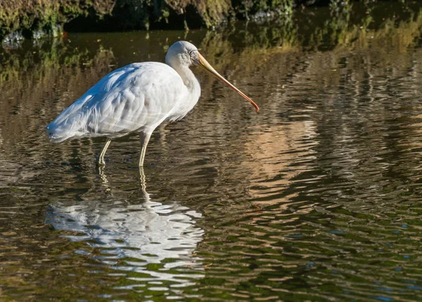 Spoonbill à bec jaune — Photo